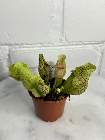 Sarracenia Plant - Insect Eating Plant - Indoor Carnivorous Plant