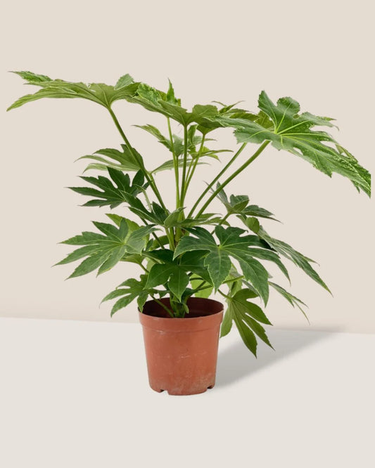Fatsia japonica - Indoor Plant - نبتة داخلية