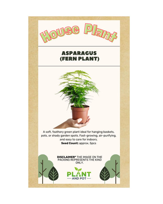 Asparagus Fern Plant Seeds
