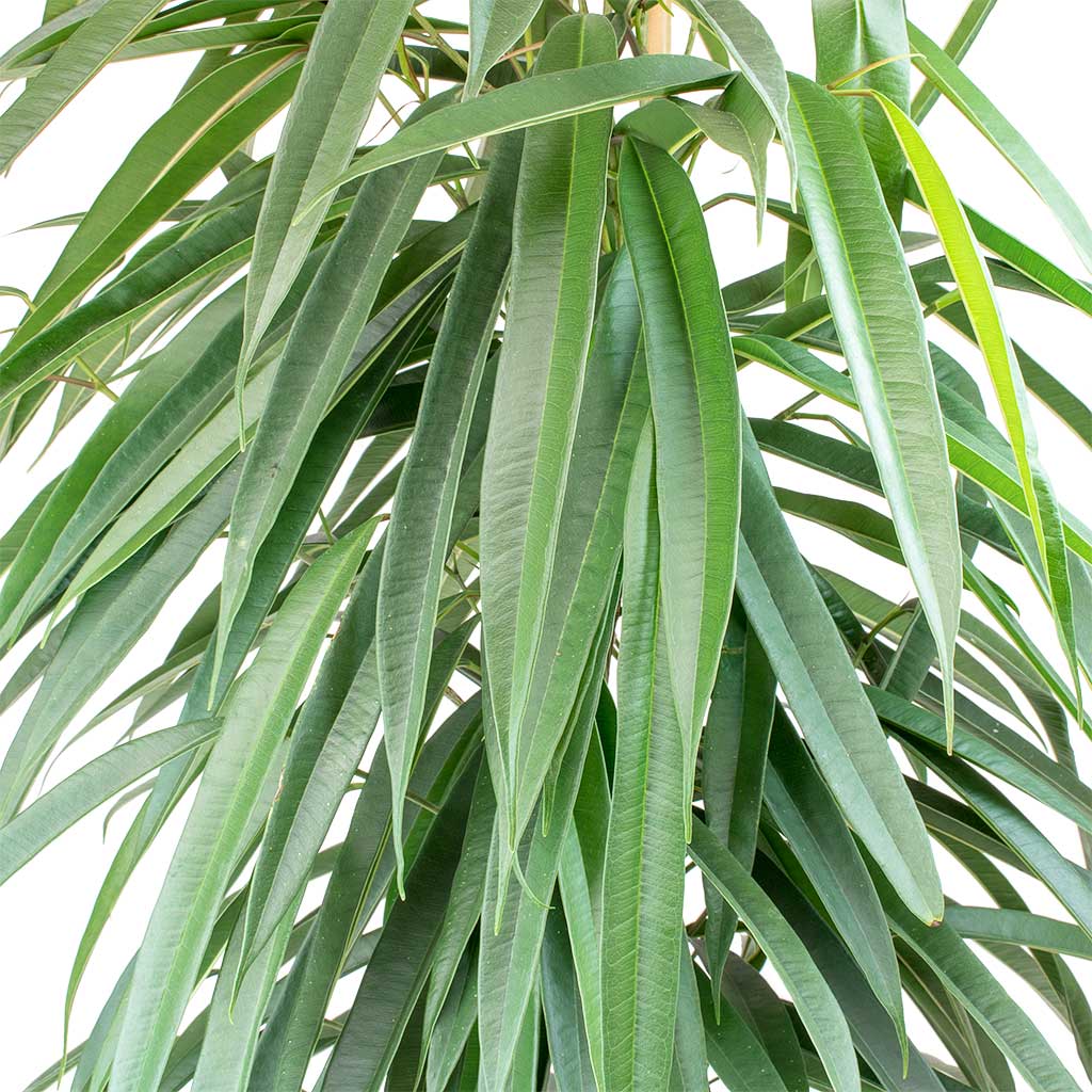 Ficus ali - Indoor House Plant - نبات داخلي