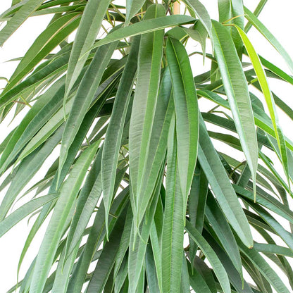 Ficus ali - Indoor House Plant - نبات داخلي