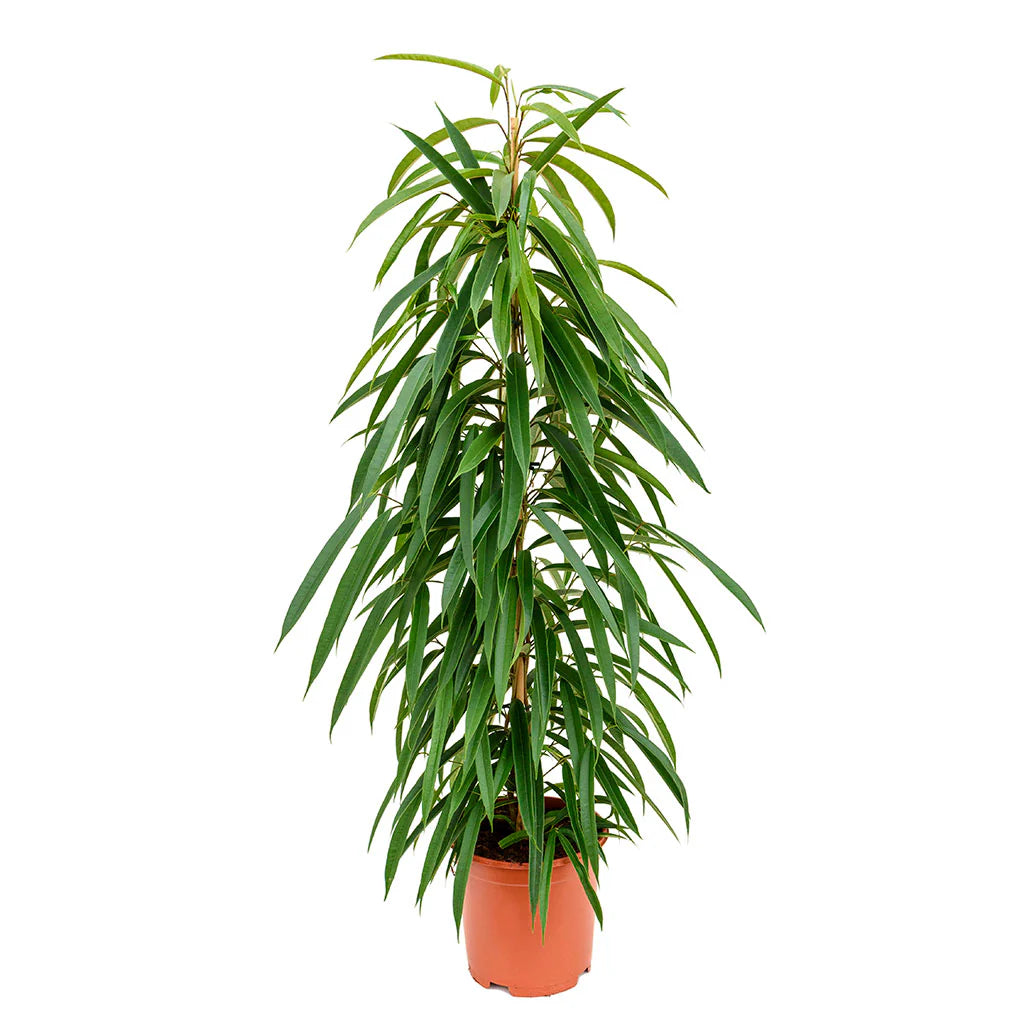 Ficus ali - Indoor House Plant - نبات داخلي