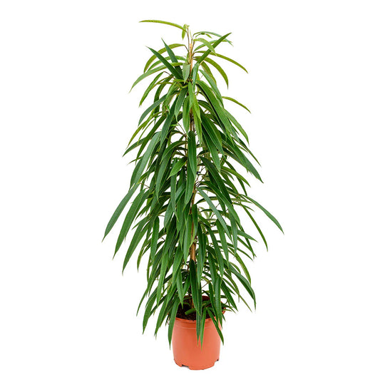 Ficus ali - Indoor House Plant - نبات داخلي