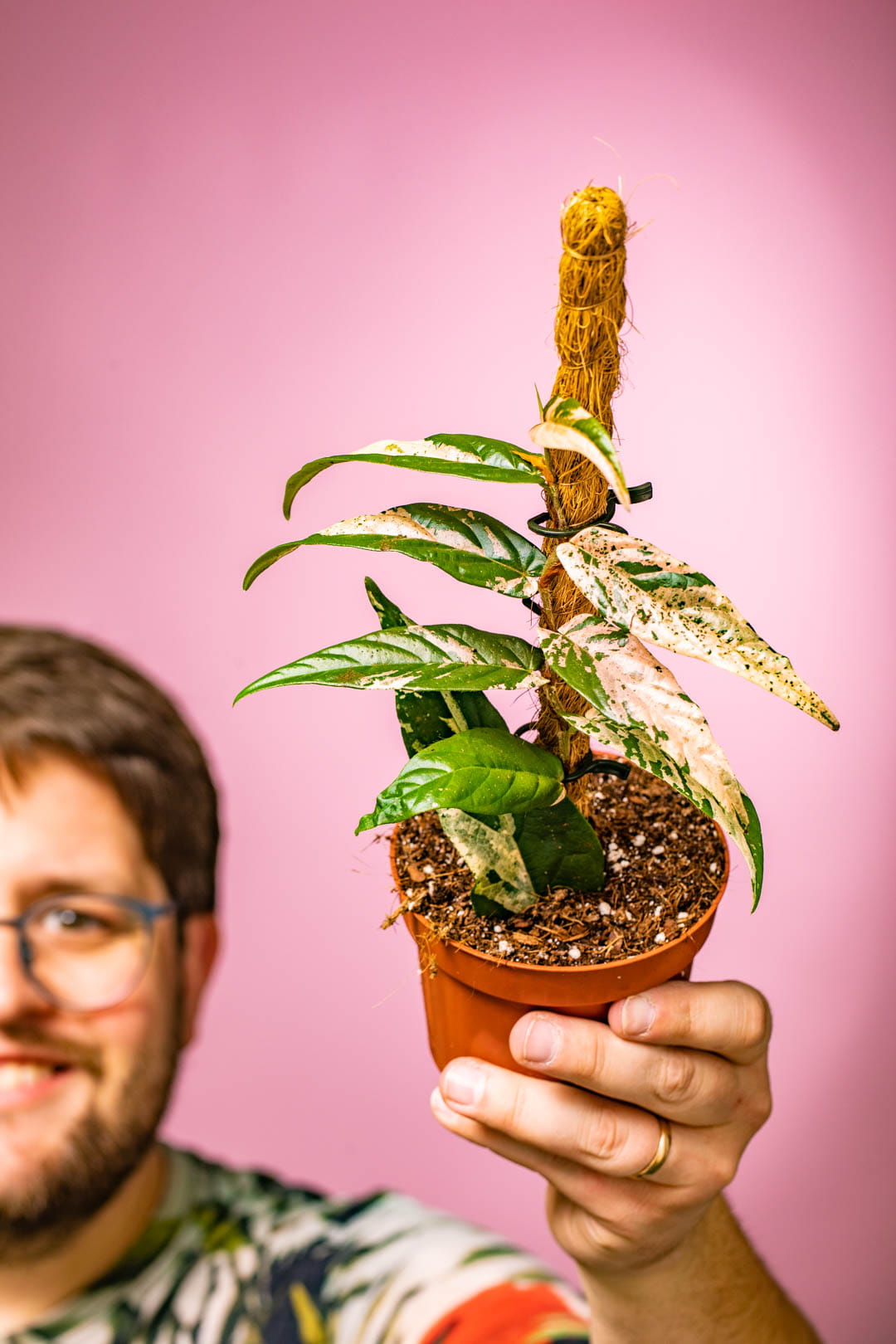 Ficus Sagittata V...