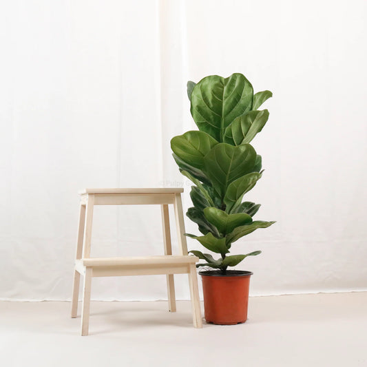 Ficus Lyrata - Fiddle Fig Leaf Plant