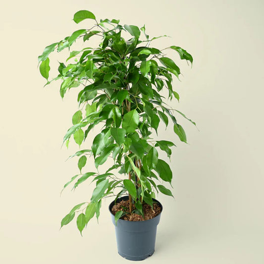 Ficus Benjamina Plant - نبات داخلي