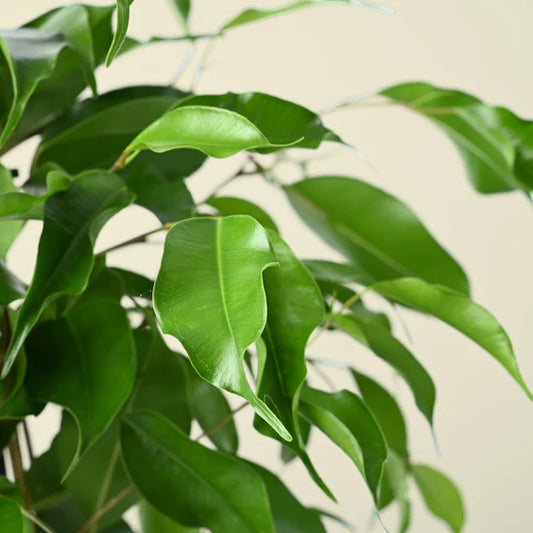 Ficus Benjamina Plant - نبات داخلي