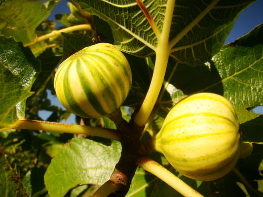 Fig Tree - Ficus carica Panachee - شجرة التين