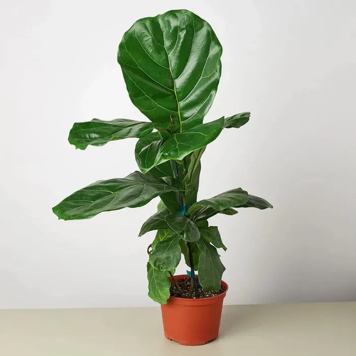 Fiddle Fig Leaf Plant