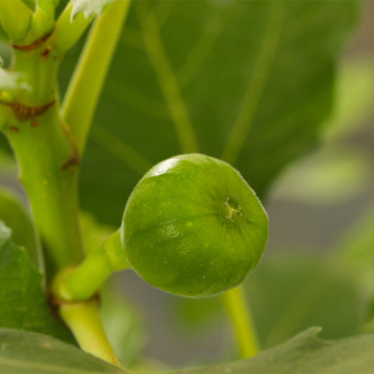 Fig Tree - Fruit Tree - شجرة التين