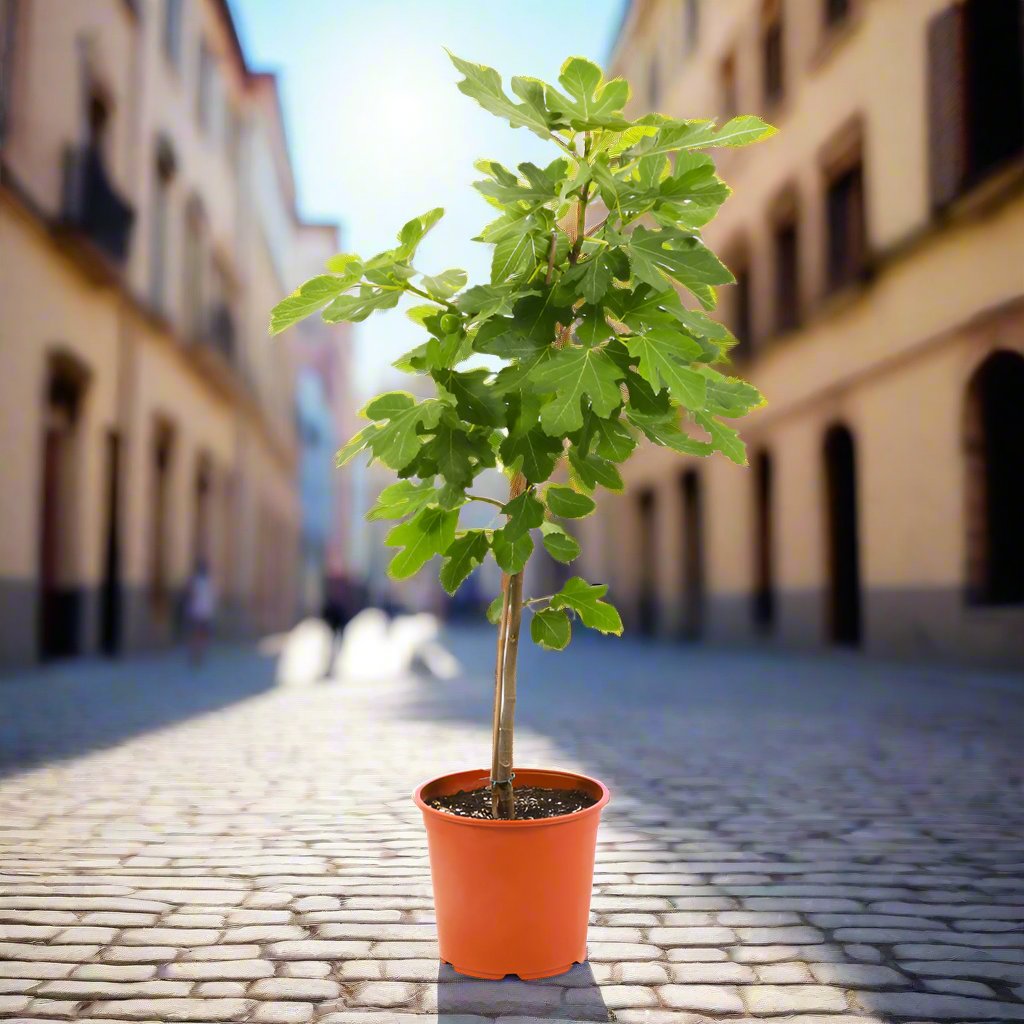 Fig Tree - Fruit Tree - شجرة التين