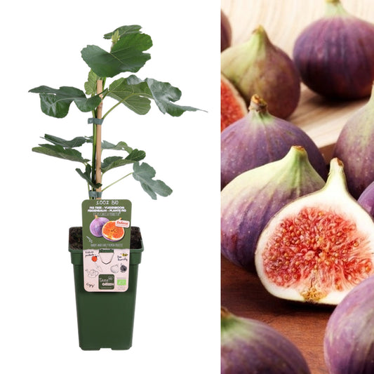 Fig Tree in Kuwait