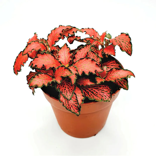 Fittonia Plant Red (فيتونيا الأحمر) نبات داخلي