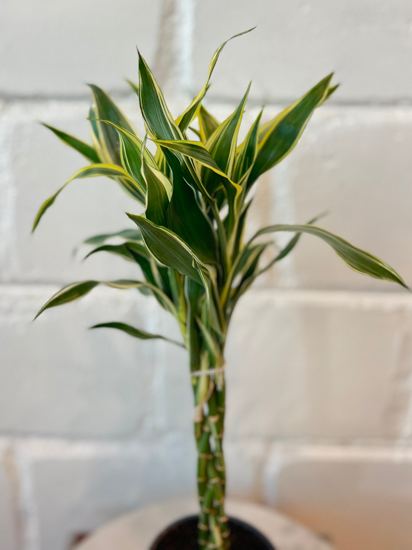 Dracaena Sanderiana Braided - Indoor House Plant