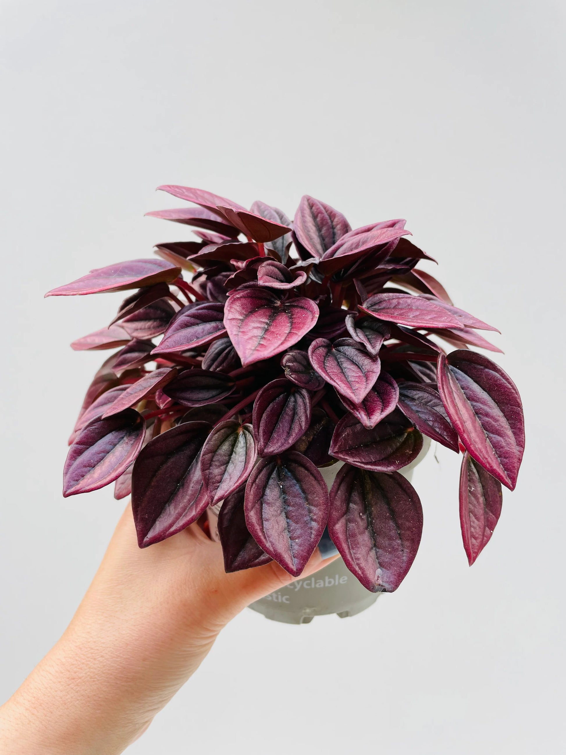 Peperomia Caperata Cayenne showcasing its textured, rippled leaves in deep green hues, displayed indoors.