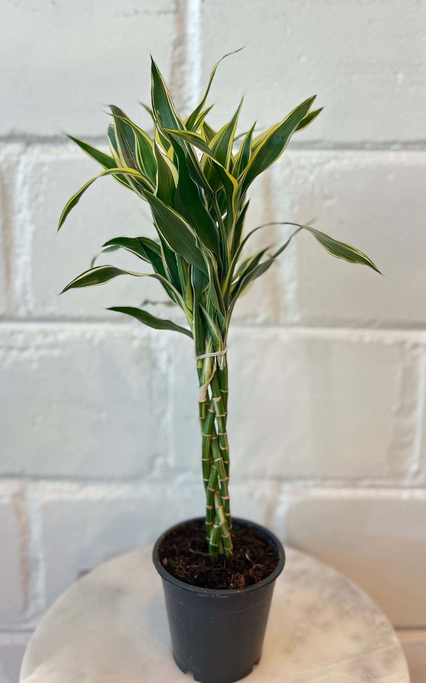 Dracaena Sanderiana Braided - Indoor House Plant