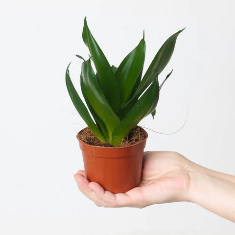 Sansevieria Hahnii Dark Green – Indoor Snake Plant | نبات داخلي