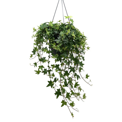 Hedera Helix Green - English Invy