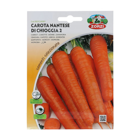 Carrot Seeds