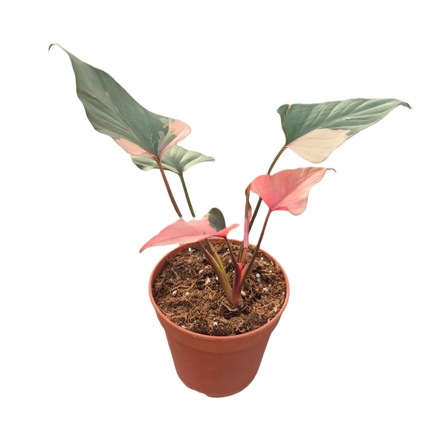 Homalomena Pink Diamond - Rare Indoor House Plant - نبات داخلي