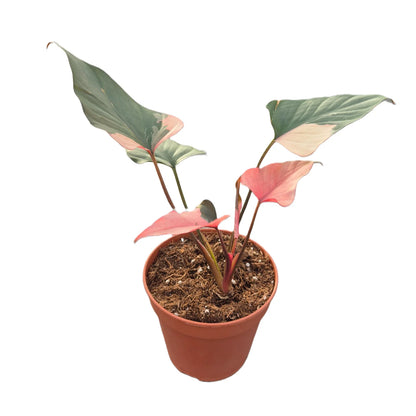 Homalomena Pink Diamond - Rare Indoor House Plant - نبات داخلي