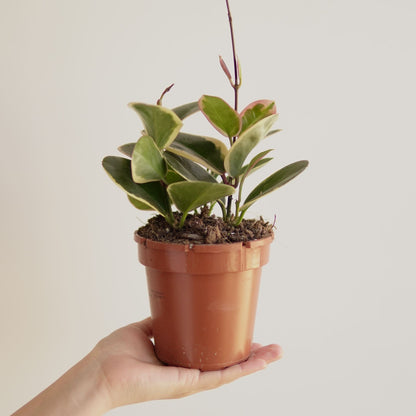 Hoya Australis Blondie - Indoor Succulent Plant - نبات داخلي