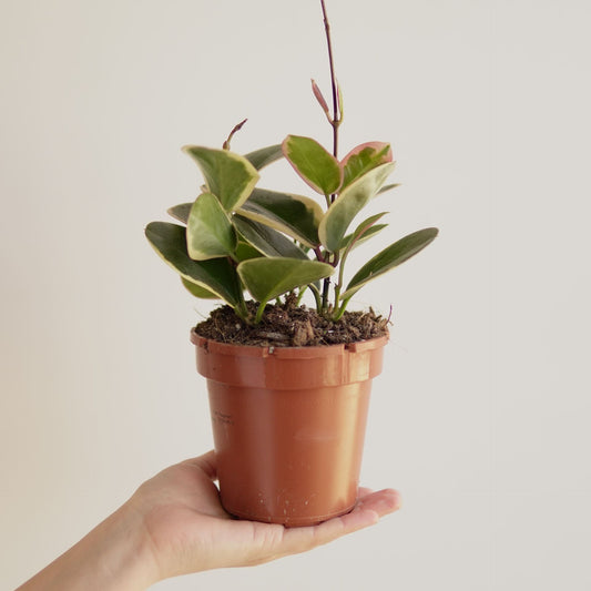 Hoya Australis Blondie - Indoor Succulent Plant - نبات داخلي