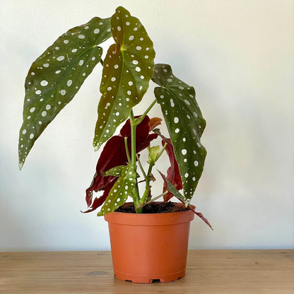 Begonia Maculata -  Polka Dot Begonia - نبتة داخلية