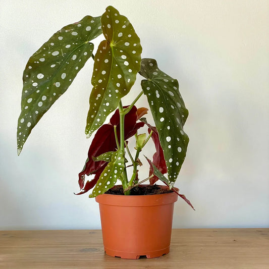 Begonia Maculata - Terracotta Plastic Pot Living Room