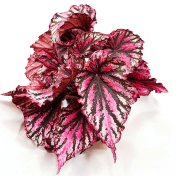 Begonia Magic Colours 'Lambada' - Indoor House Plant - نبات داخلي