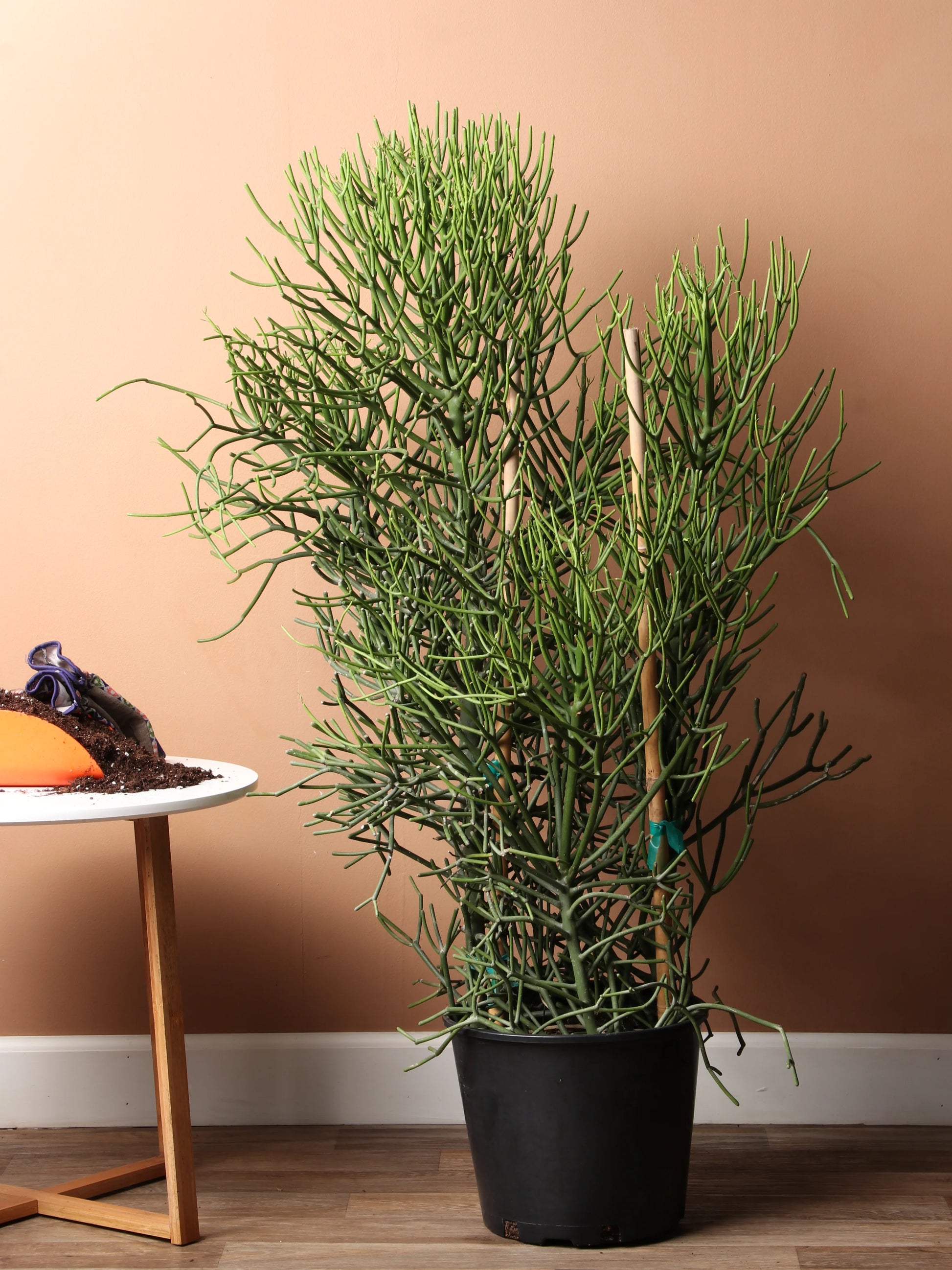 euphorbia tirucalli succulent Euphorbia tirucalli – Plant and Pot Co