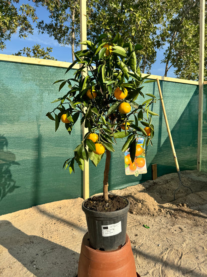 Orange Fruit Plant - Citrus Reticulata - شجرة البرتقال