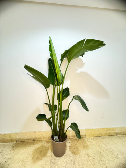 Strelitzia Nicolai 165cm - Bird of Paradise Plant - Indoor House Plant - نبات داخلي