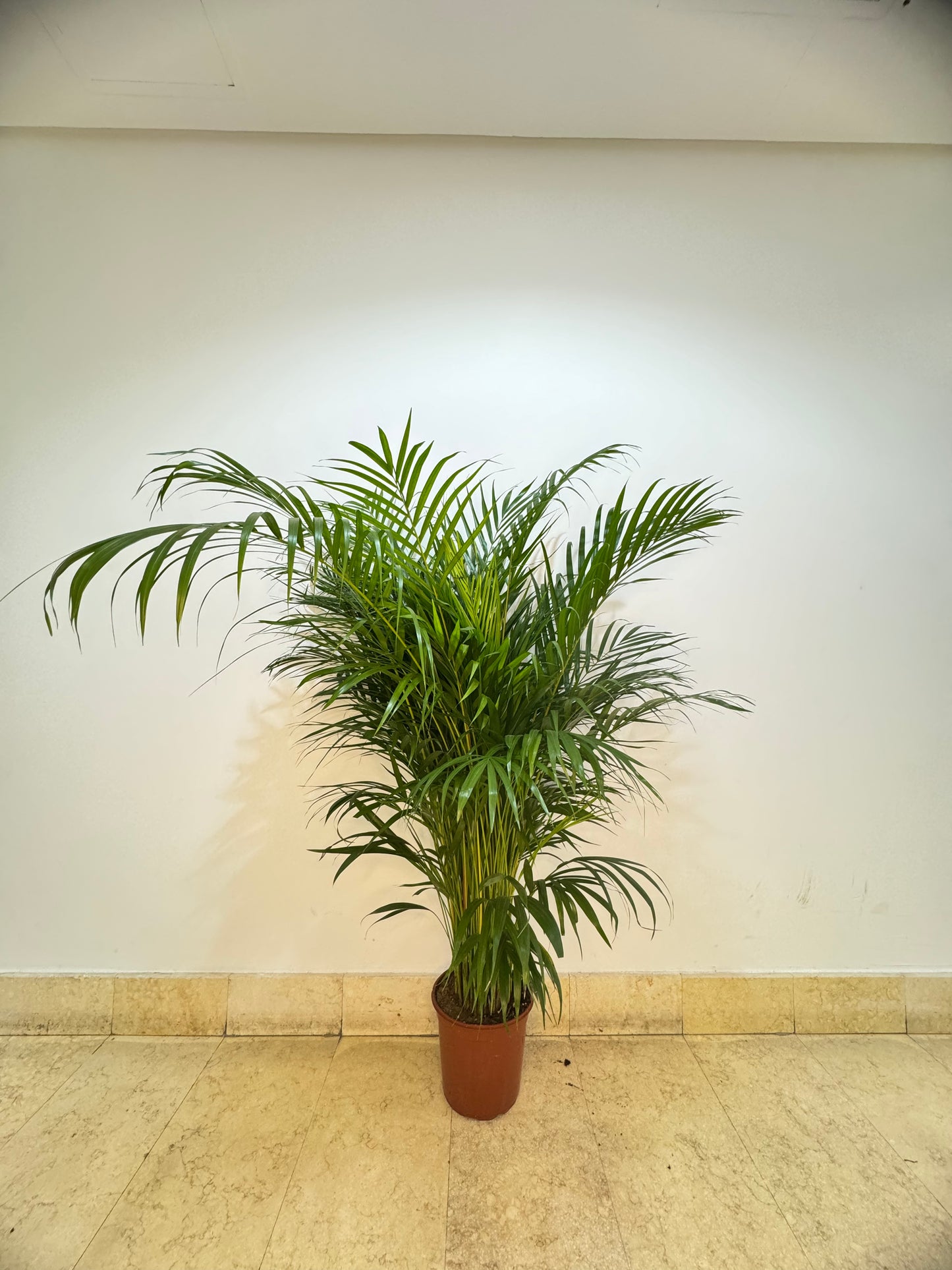 Areca Palm - Dypsis Lutescens - Indoor House Plant