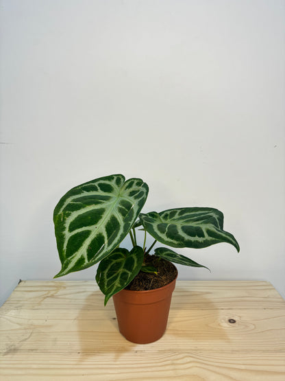 Anthurium Crystallinum - Rare Indoor House Plant - نبات داخلي