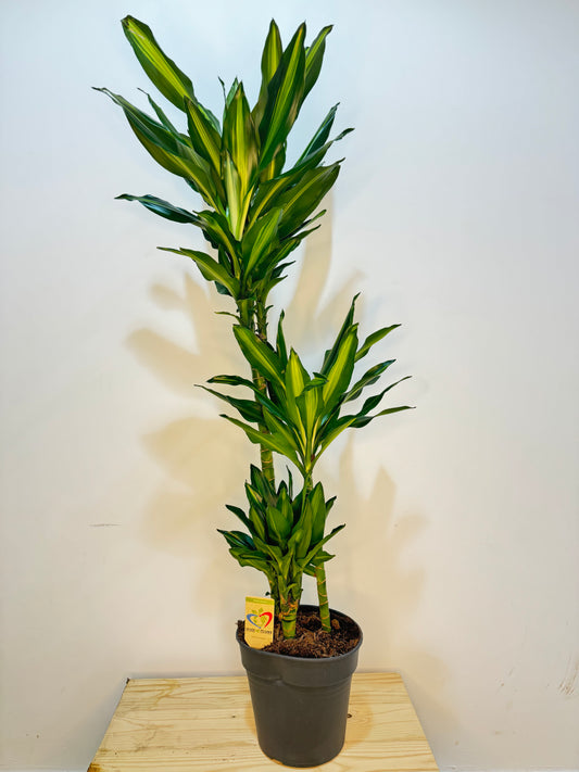 Dracaena Cintho - Indoor House Plant - نبات داخلي