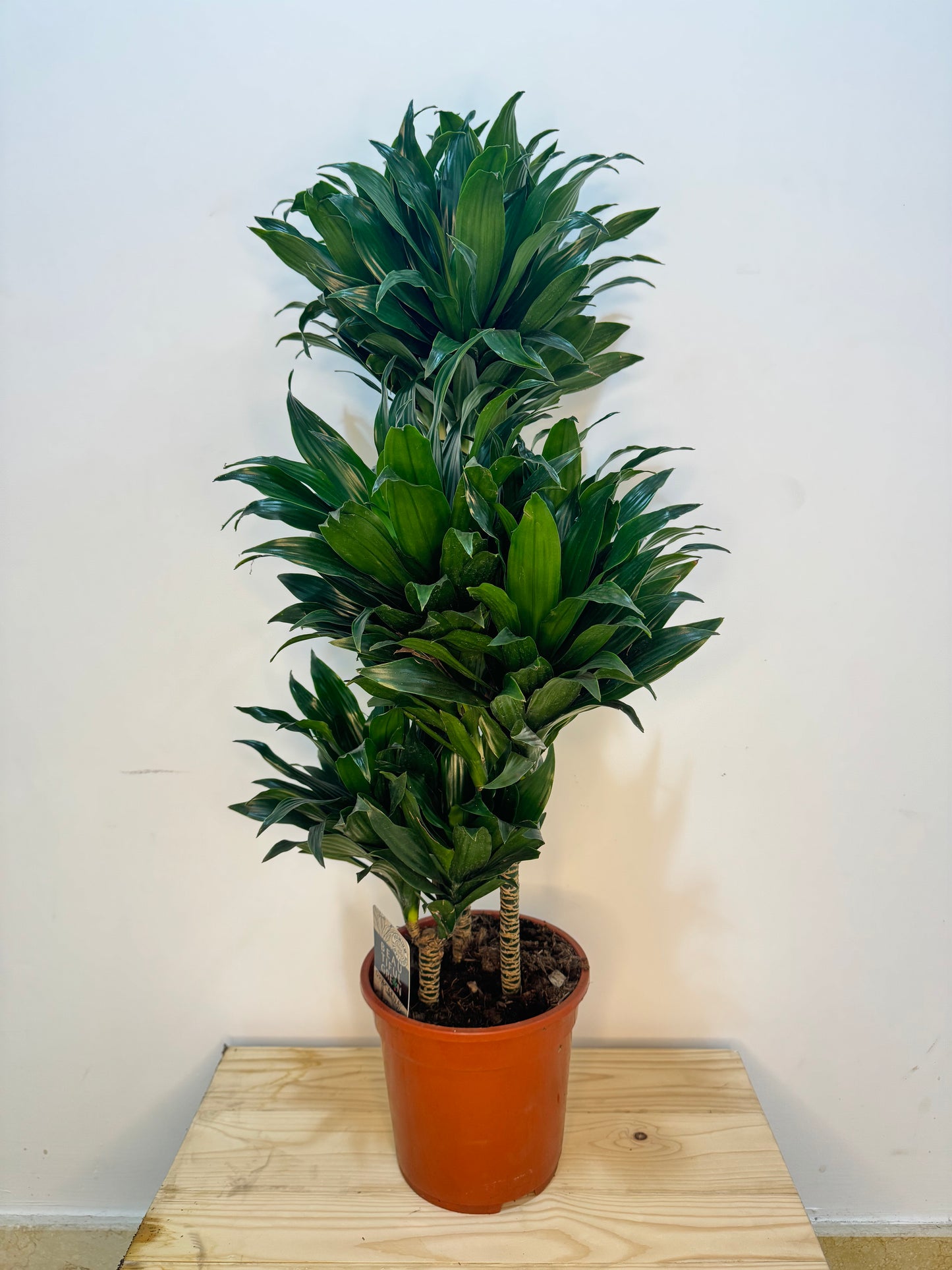 Dracaena Compacta 95Cm - Indoor House Plant