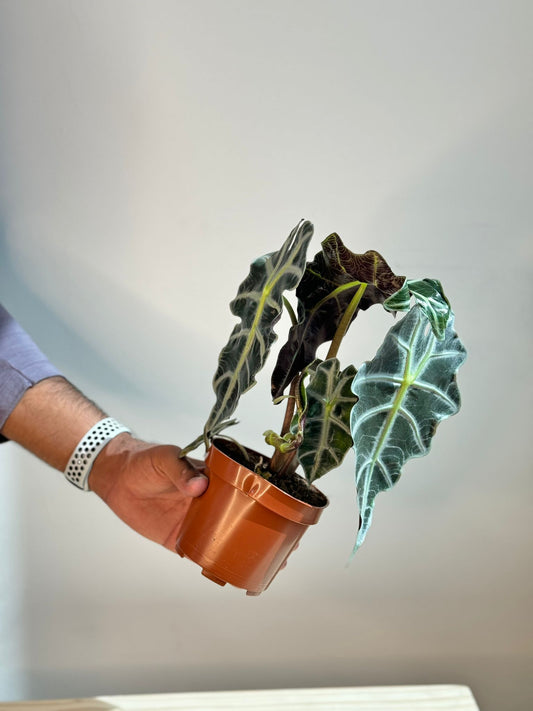 Alocasia Polly - Rare Indoor House Plant - نبات داخلي