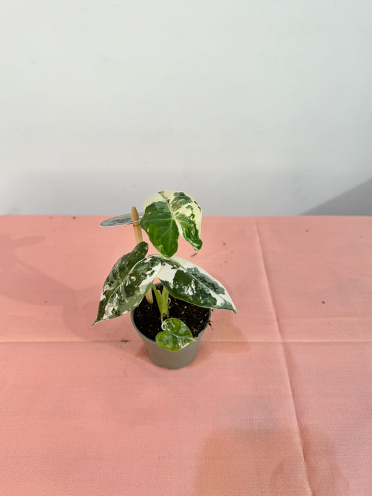 Alocasia Frydek Variegata - Rare Indoor House Plant - نبات داخلي