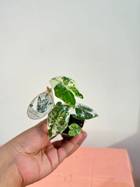 Alocasia Frydek Variegata - Rare Indoor House Plant - نبات داخلي
