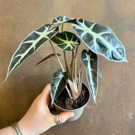 Alocasia Amazonica - Rare Indoor House Plant - نبات داخلي - ألوكاسيا بولي
