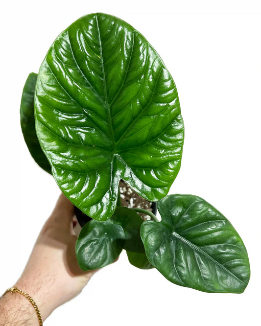 Alocasia Lukiwan - Rare Indoor House Plant - نبات داخلي