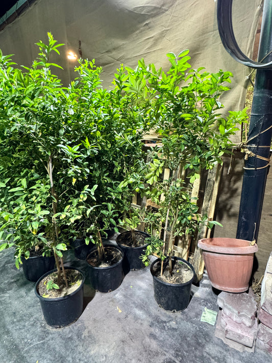 Citrus Lemon Plant - شجرة الليمون