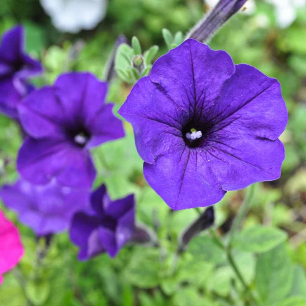 Petunia Plant in Tray – ورد البيتونيا - Seasonal Flower Plant