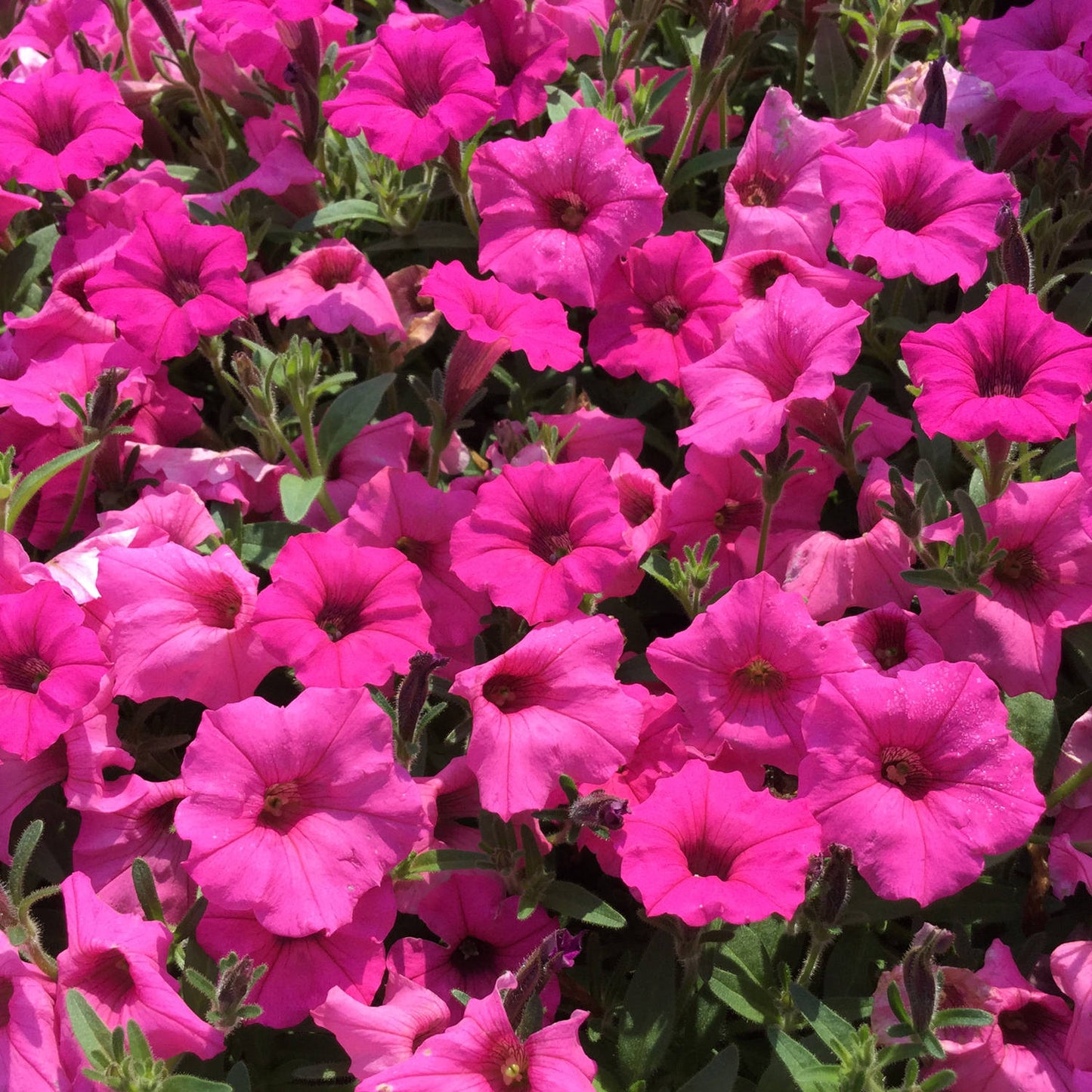 Petunia Plant in Tray – ورد البيتونيا - Seasonal Flower Plant