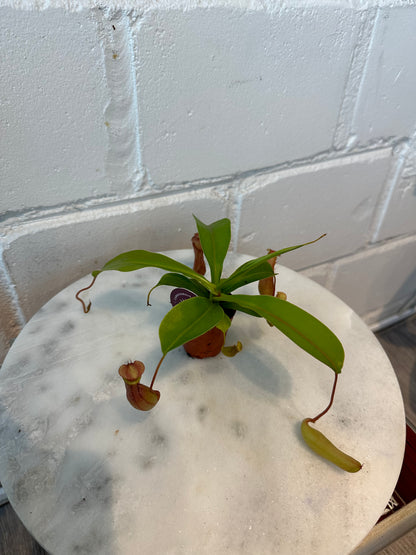 Nepenthes - Carnivorous Plant - Insect Eating Plant - Indoor Plant