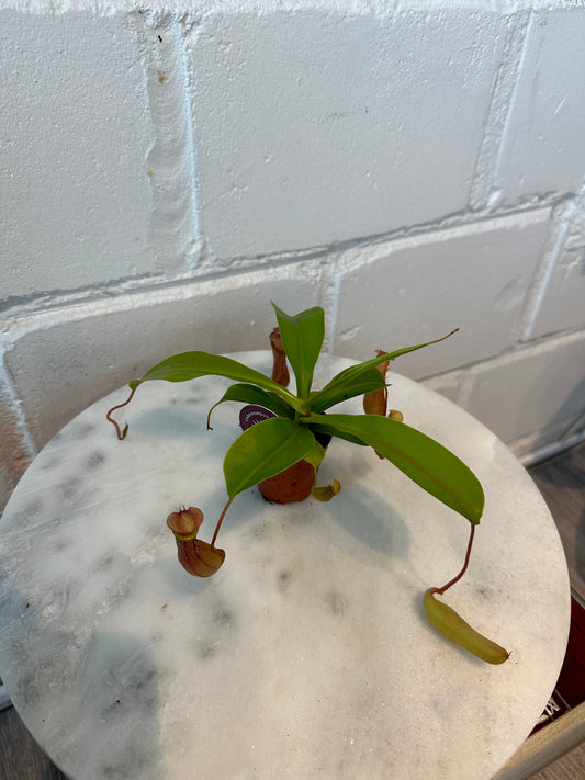 Nepenthes - Carnivorous Plant - Insect Eating Plant - Indoor Plant