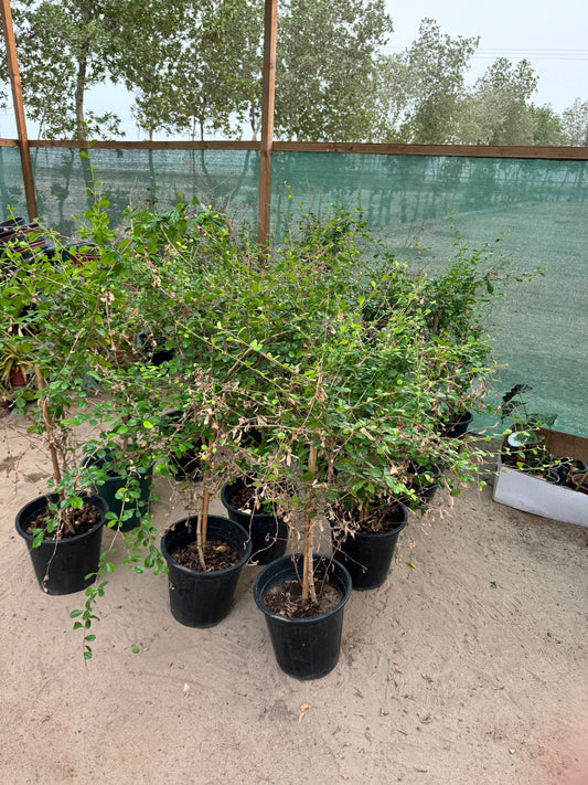 Carmona plant - نبتة كارمونا