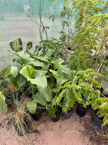 Canna Plant - نبات كنّا