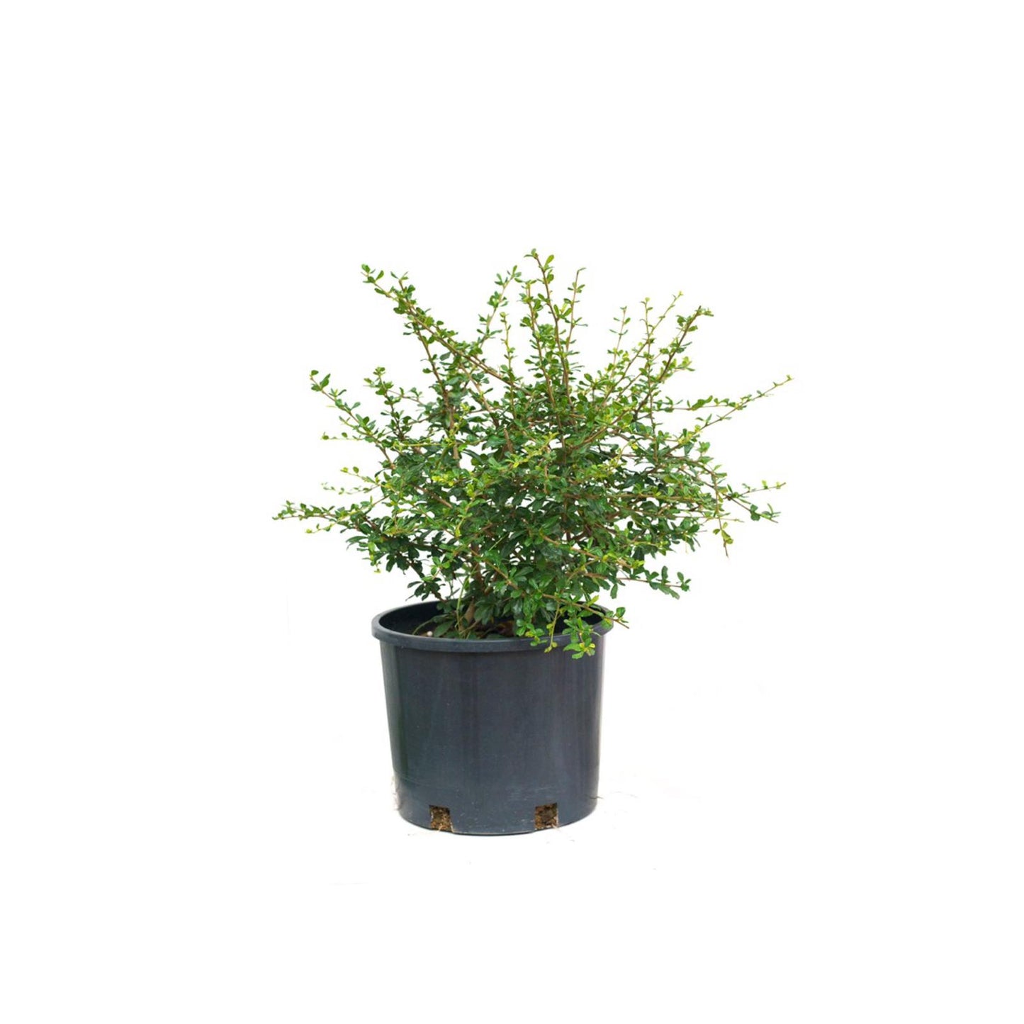 Carmona plant - نبتة كارمونا